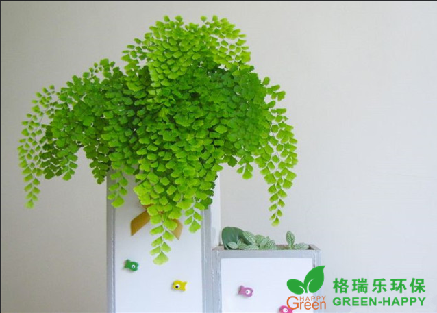 來看看你的房子適合養(yǎng)什么植物？